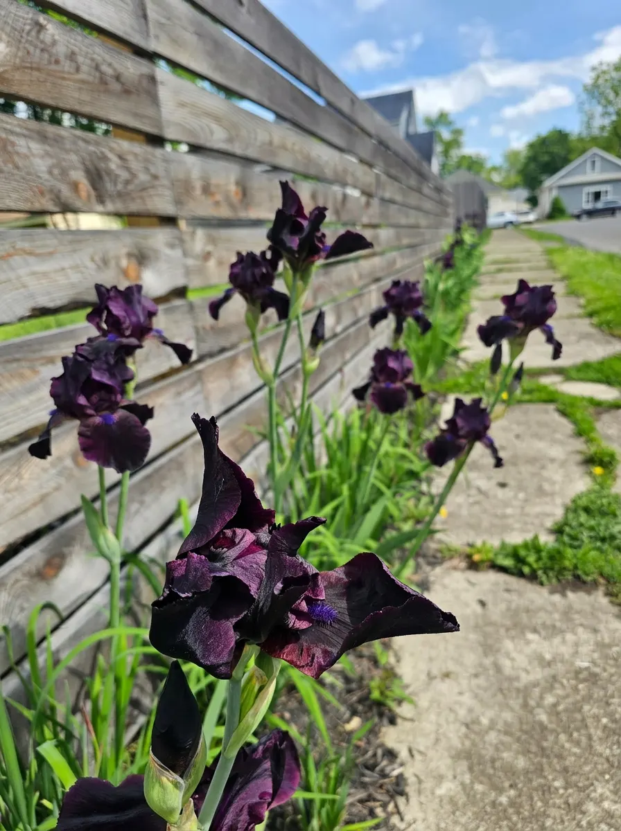 The Flower That Bleeds Purple